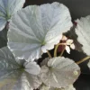 Begonia Grey Earl, pianta da interno