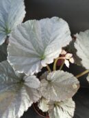 Begonia Grey Earl