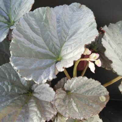 Begonia Grey Earl