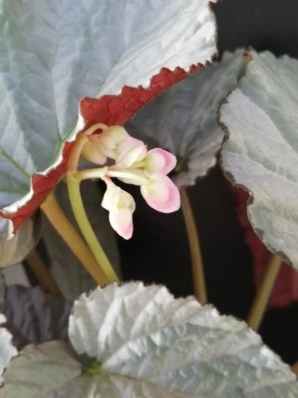 Begonia Grey Earl, foto 2