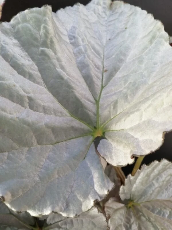 Begonia Grey Earl, foto 3