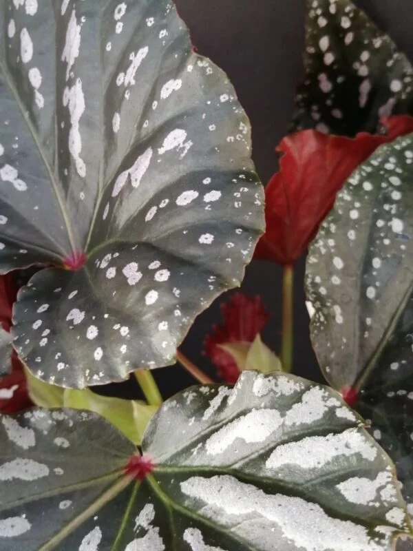 Begonia Down Home, foto 3