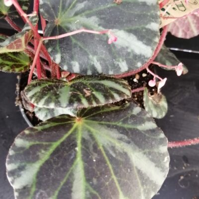 Begonia beijnenii