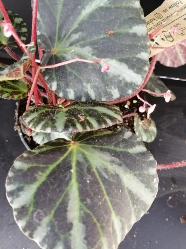 Begonia beijnenii, pianta da interno