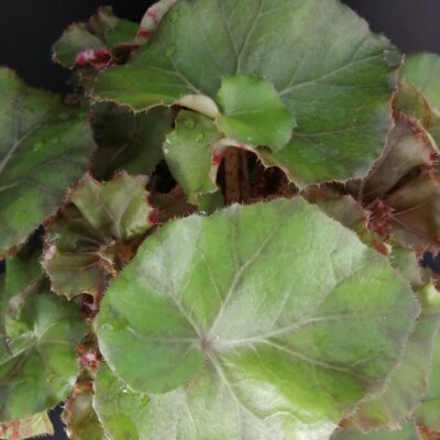 Begonia Wonders Brown