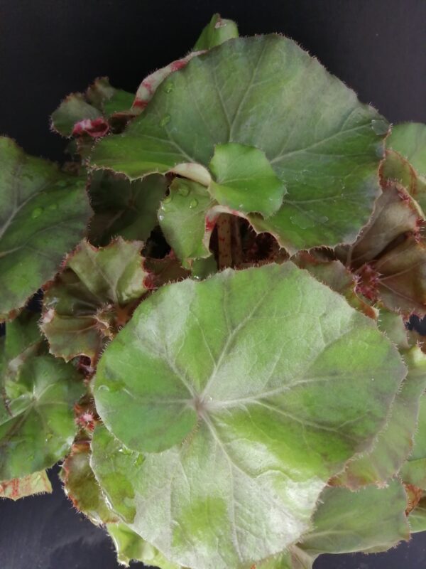 Begonia Wonders Brown