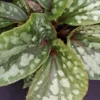 Begonia U038