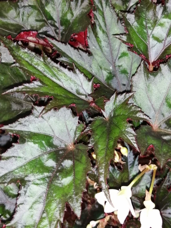 Begonia Wonders Ebony
