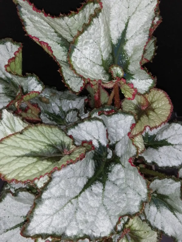 Begonia Princess of Hanover