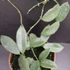 Hoya thompsonii White Flower