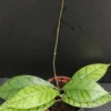 Hoya callistophylla