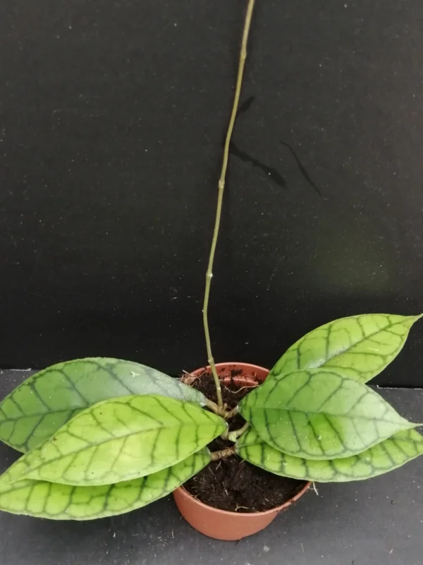 Hoya callistophylla