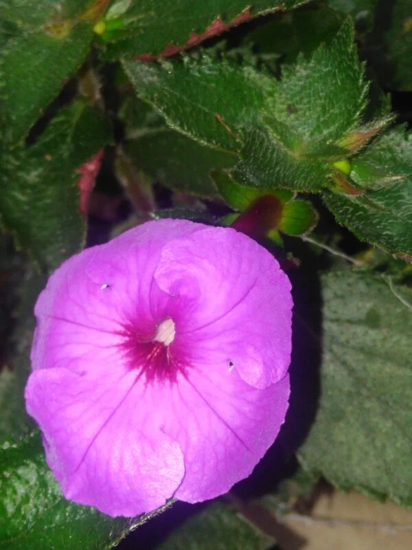 Achimenes 'Aquamarine', pianta da interno e da esterno