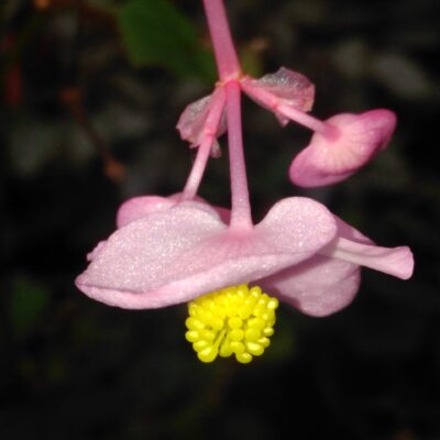 Begonia grandis ssp. evansiana 'Sapporo'