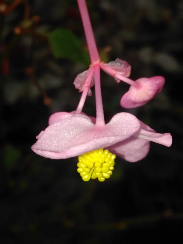 Begonia grandis ssp. evansiana ‘Sapporo’, pianta da interno