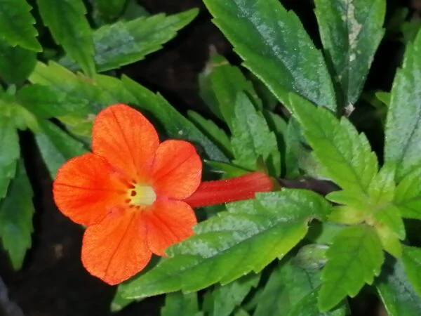 Achimenes erecta, pianta da interno e da esterno