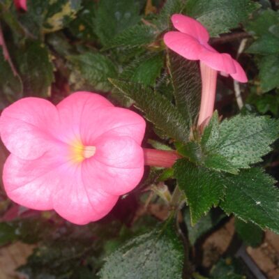 Achimenes 'Tarantella'