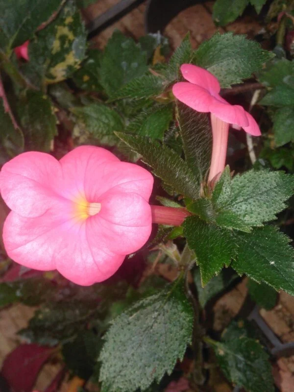 Achimenes ‘Tarantella’, pianta da interno