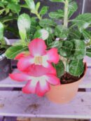 Adenium obesum