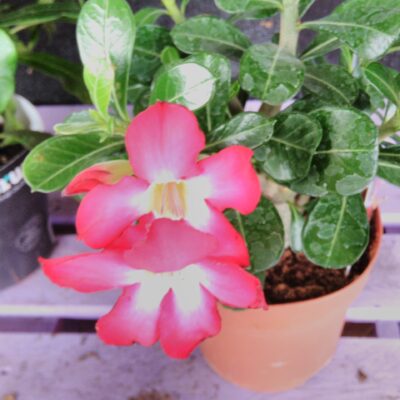Adenium obesum