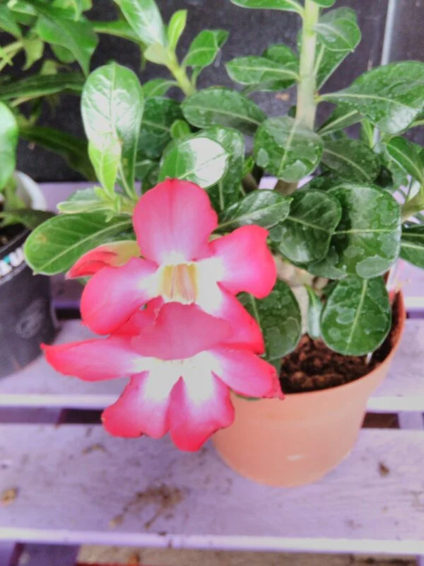 Adenium obesum, pianta da interno