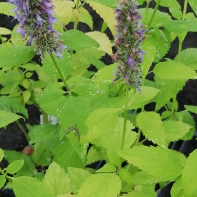 Agastache foeniculum