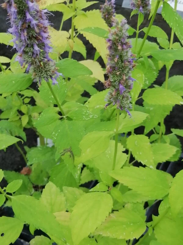 Agastache foeniculum, pianta da esterno