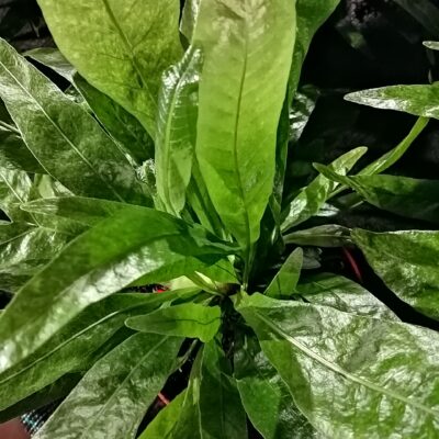 Aglaomorpha coronans