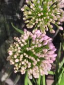 Allium 'Millennium'
