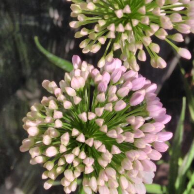 Allium 'Millennium'