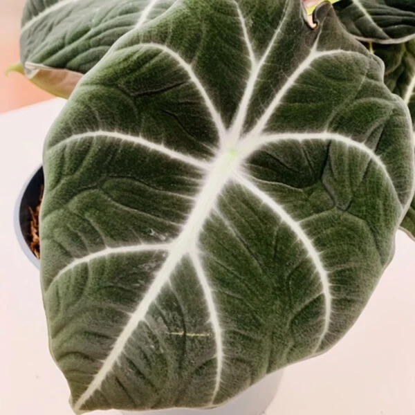 Alocasia Black Velvet, foto 2