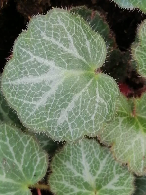 Aloysia (Lippia) citriodora, foto 2