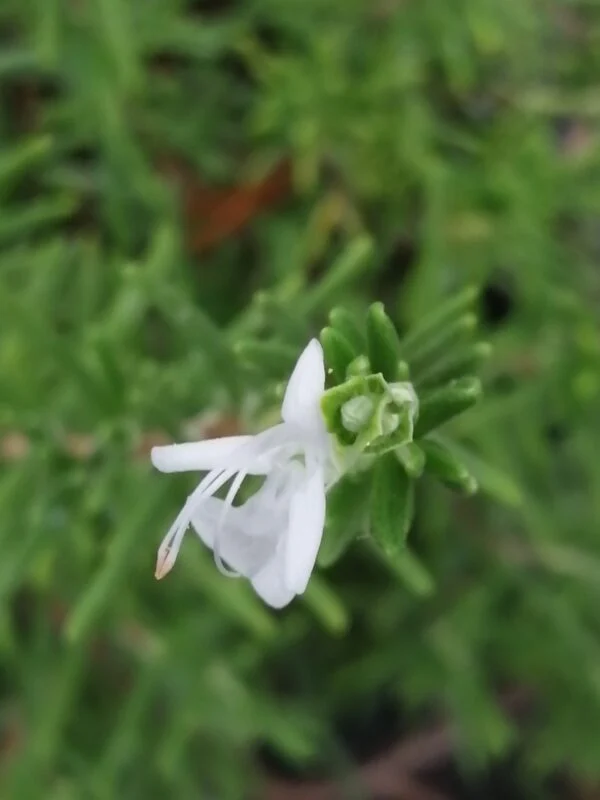 Rosmarino a fiore bianco, pianta da esterno