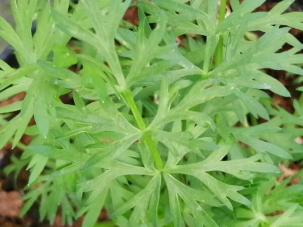Aloysia (Lippia) citriodora, foto 4