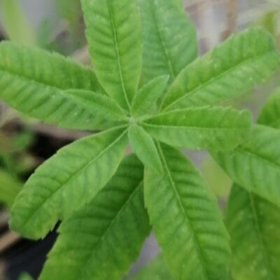 Aloysia (Lippia) citriodora