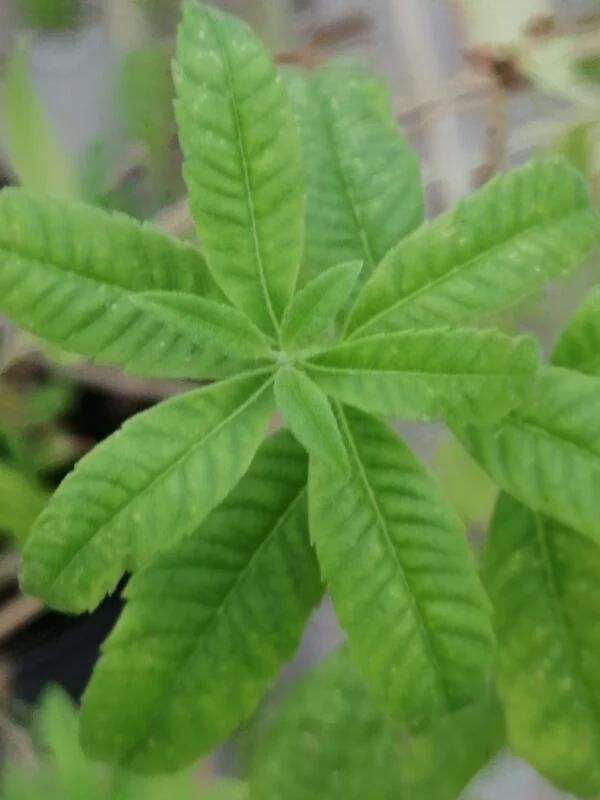 Aloysia (Lippia) citriodora, pianta da esterno