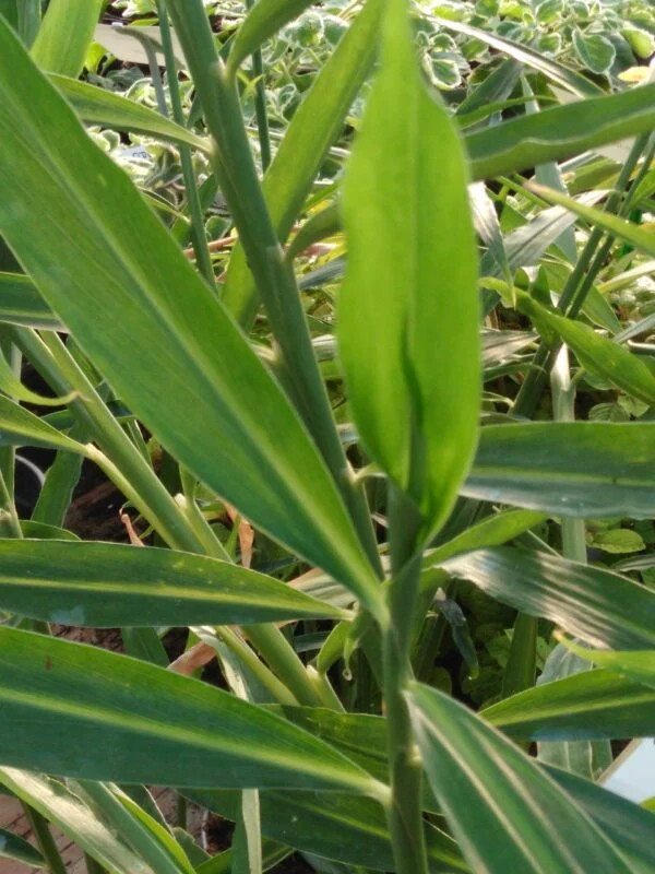 Zingiber officinale, pianta per orto e cucina
