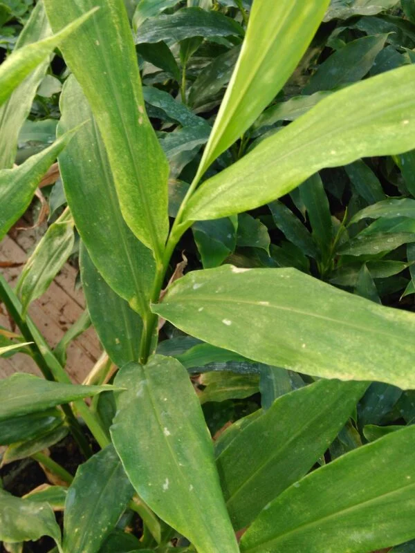 Zingiber Myoga, pianta da esterno
