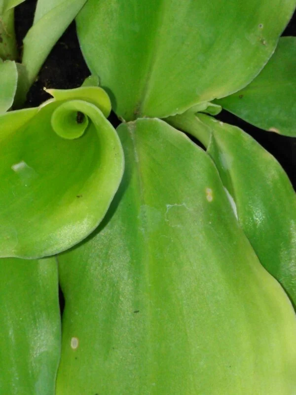 Alpinia galanga, pianta da esterno