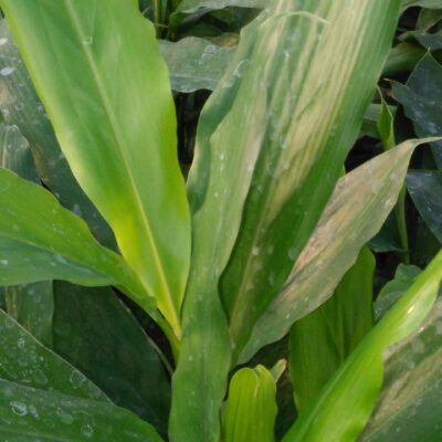 Alpinia nutans Falso cardamomo, zenzero alla cannella