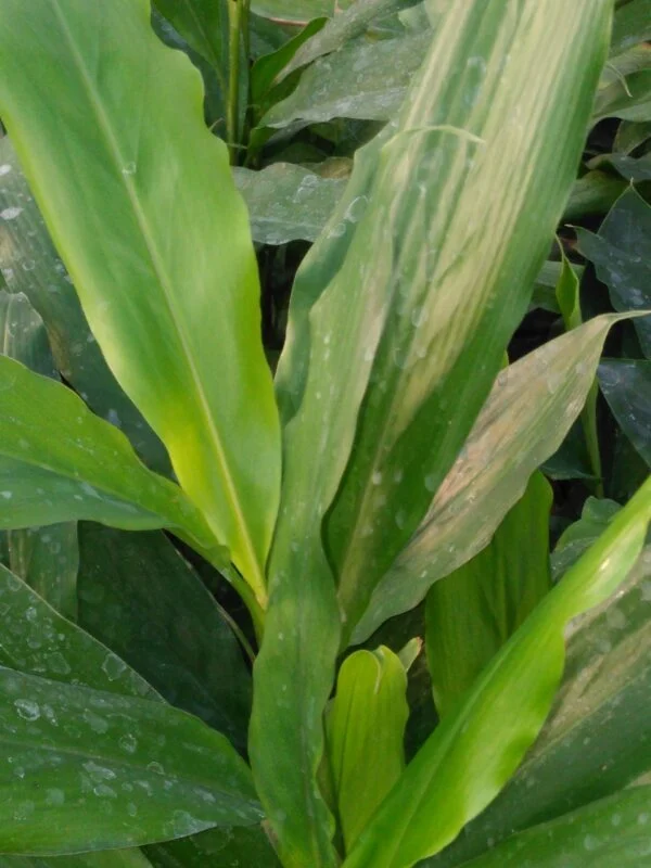 Alpinia nutans Falso cardamomo, zenzero alla cannella, pianta da esterno
