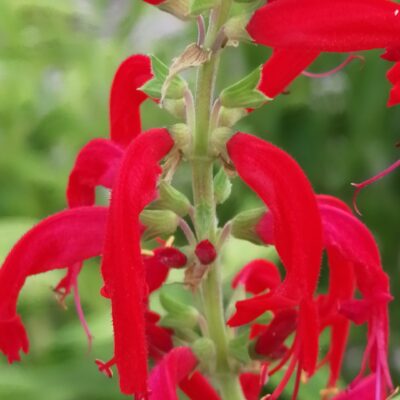 Salvia elegans - Ananas