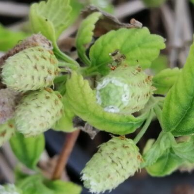 Lippia dulcis zucchero azteco