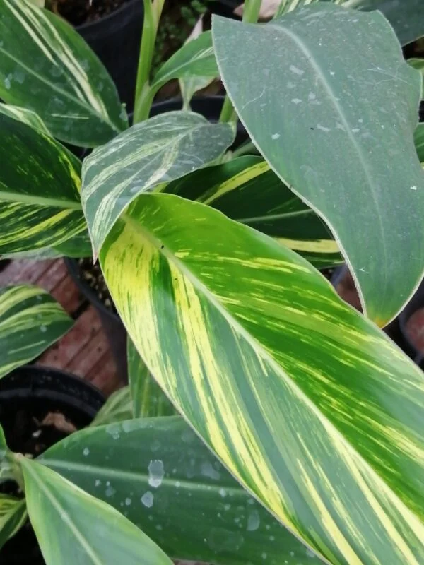 Alpinia zerumbet variegata, foto 2