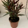 Alpinia luteocarpa Red Rubin, pianta da interno