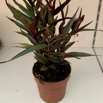 Alpinia luteocarpa Red Rubin