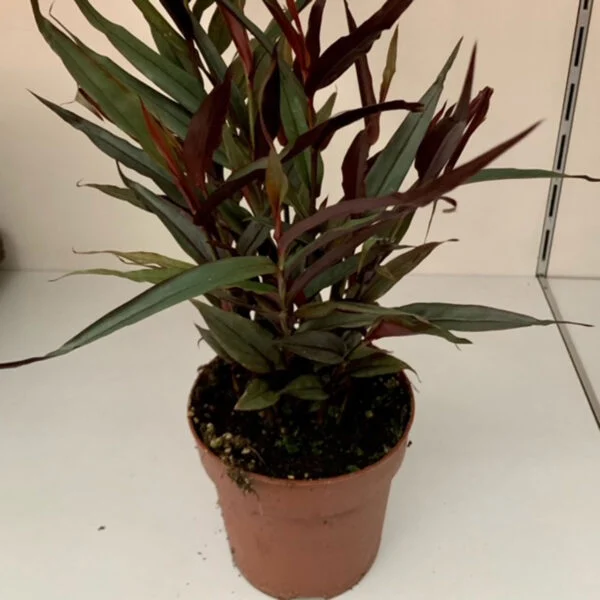 Alpinia luteocarpa Red Rubin, pianta da interno