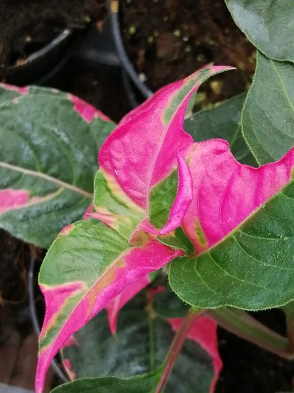 Alternanthera amoena Party Time, foto 2