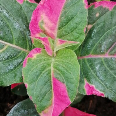 Alternanthera amoena Party Time