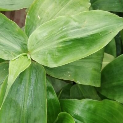 Amischotolype gracilis, sin. Forrestia mollis